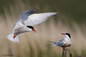 Flyt dig - det er min pæl !,  Fjordterne