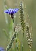 Kornblomst
