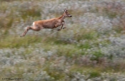 Rådyr - godt afsæt i det spring