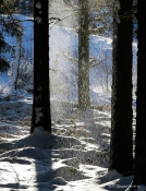 Snedrys i vinterskoven