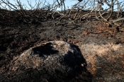 Brand i tagetagen
