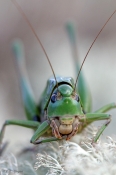 Vortebider