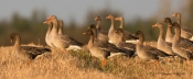 Sædgæs og grågæs