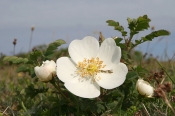 Klit-Rose, Stenbjerg klithede