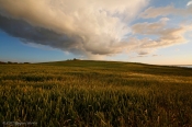 Midsommer ved Gullerup Mors