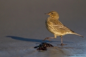 Skærpiber 