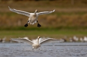 Pibesvaner gør klar til landing