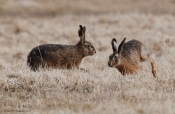 Hare på spring