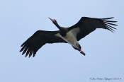 Sort Stork ved Nors Sø
