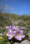Strand-Snerle