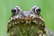 Butsnudet Frø