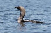 Sortstrubet Lom, sommerdragt