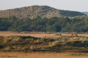 Knonhjort og traner, Thy