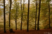 Efterårsfarver, Højris Skov