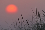 Sol i morgendis, klitter i Thy
