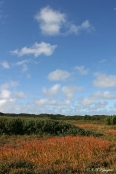 Afblomstret Benbræk , Stenbjerg Klit