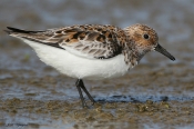 Sandløber, sommerdragt