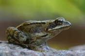 Butsnudet Frø