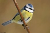 Blåmejse