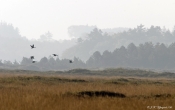 Sædgæs, Hansted Reservatet