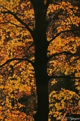 Bøg, efterårsfarver