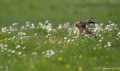 Hare og blomstereng