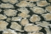 Is mosaik I