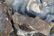 Makrelfisk i cementsten, moleret Mors