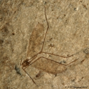 Fragmenter af fossilt stankelben
