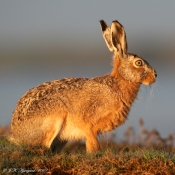 Hare i morgensol