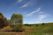 Skoveng, Lilleriis, Mors