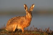 Hare i morgensol, (II)