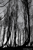 Afsvedne Bjergfyr efter skovbrand