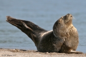 Spættet Sæl soler sig på Vilsund Strand