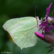 Citronsommerfugl