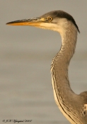 Fiskehejre