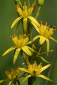 Benbræk - sådan lidt close up