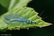 Guldøje (Chrysopidae sp.)