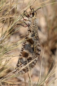 Myreløve sp.