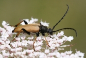 Træbuk på blomst