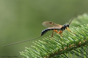 Sabelhveps
