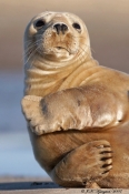 Gråsæl, Grenen