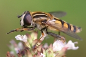 Sumpsvirreflue