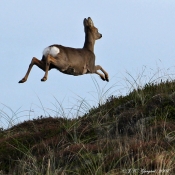 Rådyr "springer over klit"