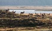 Krondyr forsamlet i "Nationalpark Thy"